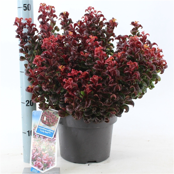 Leucothoe axillaris ‘Curly Red’ PBR