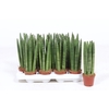 Sansevieria Cylindrica