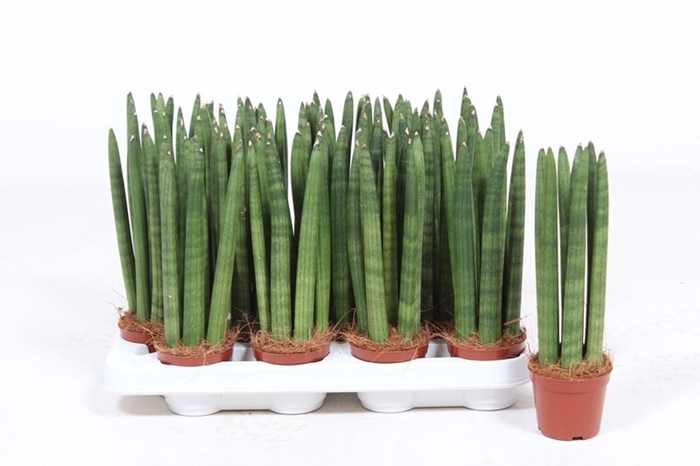 <h4>Sansevieria Cylindrica</h4>