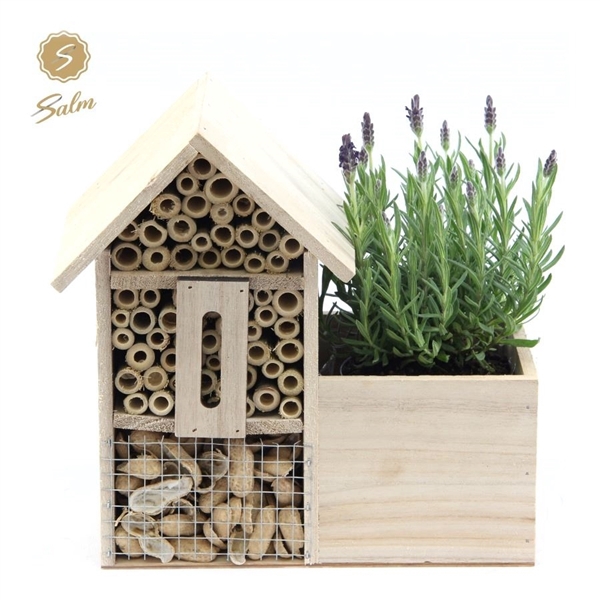 <h4>Lavandula st. 'Anouk'® Collection P10,5 in Insect Hotel</h4>