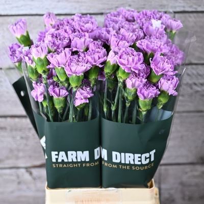 <h4>Dianthus ST 'Moonaqua GMO123812'</h4>