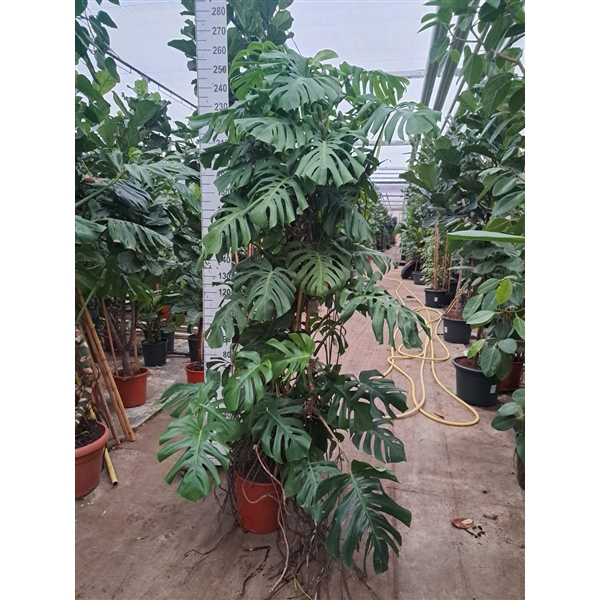 <h4>Monstera mosstok XL</h4>