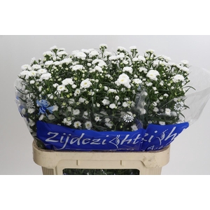 Aster Cassy