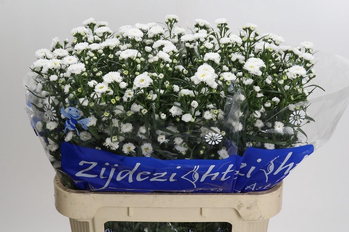 <h4>Aster Cassy</h4>