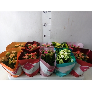 Kalanchoe blos. 'Perfecta'  ..mix 5