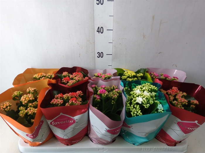 <h4>Kalanchoe blos. 'Perfecta'  ..mix 5</h4>