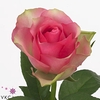 Rosa large bellevue