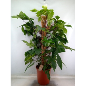 Philodendron pedatum