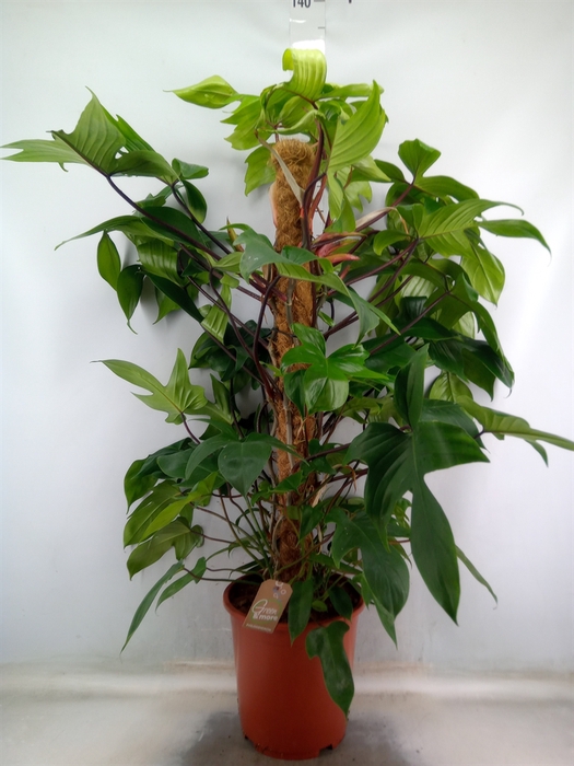 <h4>Philodendron pedatum</h4>