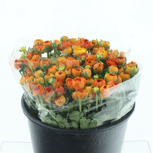 Ran El Sr Orange Extra