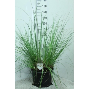 Cortaderia Selloana Junior