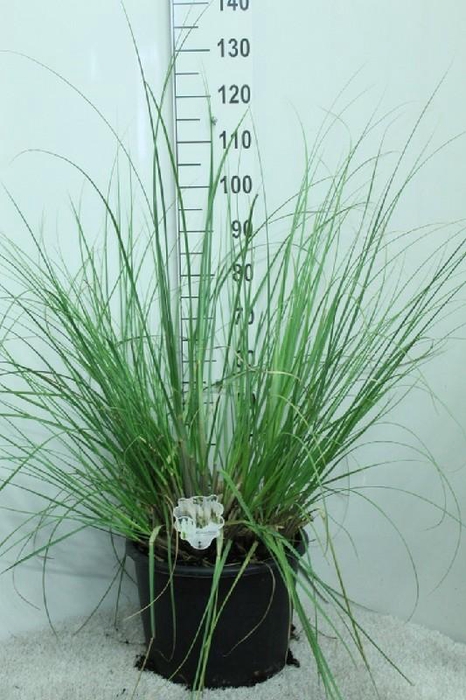 <h4>Cortaderia Selloana Junior</h4>