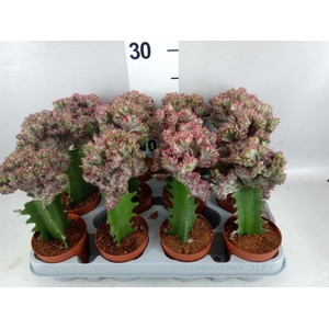 Euphorbia lactea