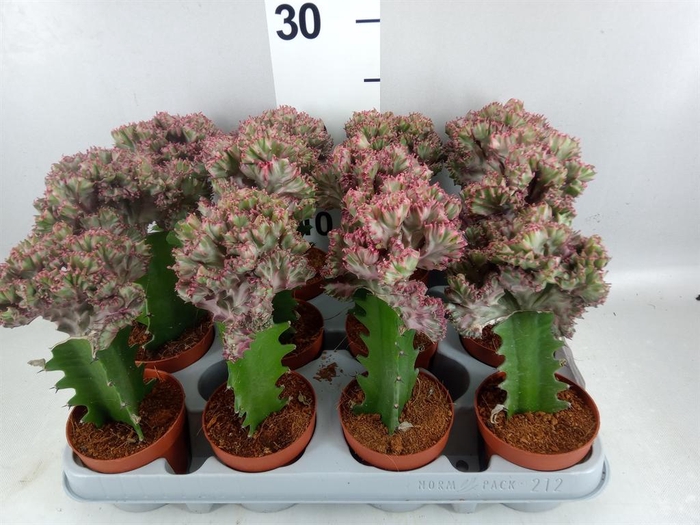 <h4>Euphorbia lactea</h4>