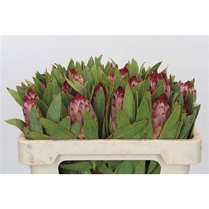 Protea Robijn