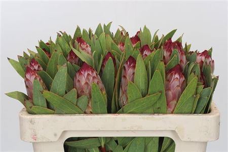 <h4>Protea Robijn</h4>