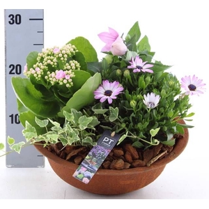ARR TUINPLANTEN