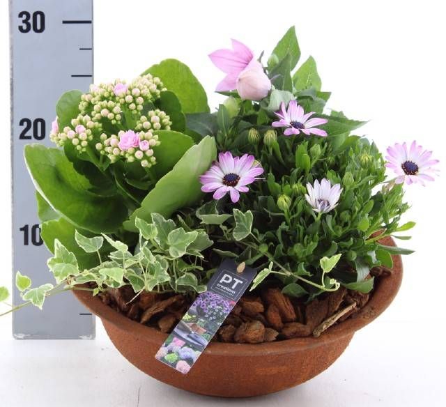 <h4>ARR TUINPLANTEN</h4>