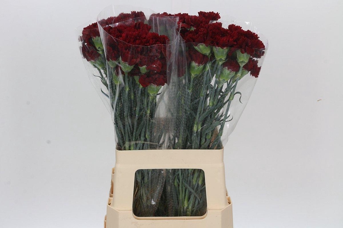 <h4>Dianthus St Sassicaia</h4>