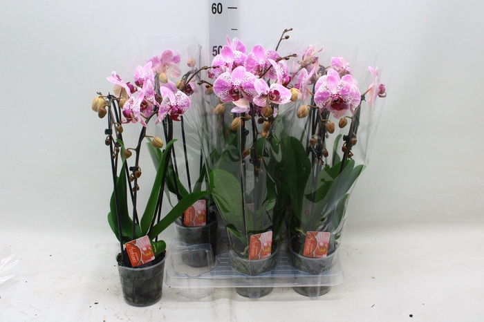 <h4>PHAL EL CASCADE</h4>