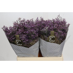 LIMONIUM OV PIUMA SKY