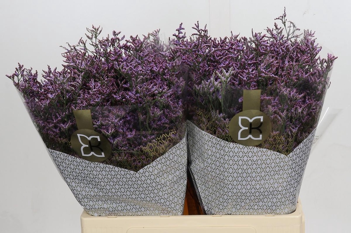 <h4>LIMONIUM OV PIUMA SKY</h4>