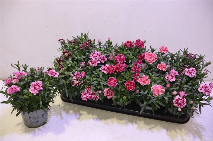 <h4>arr8 Dian Osc Gem</h4>