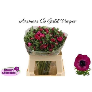 Anem Co Galil Purper