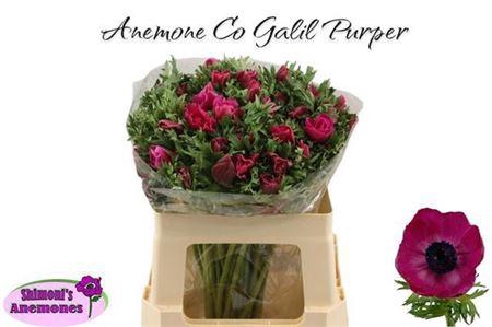 <h4>Anem Co Galil Purper</h4>