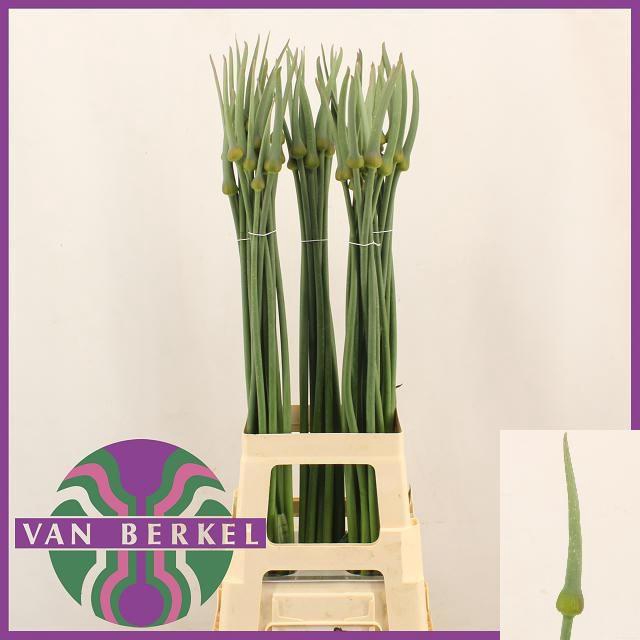<h4>ALLIUM CEPA JUDITH</h4>