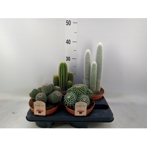 Cactus   ...mix