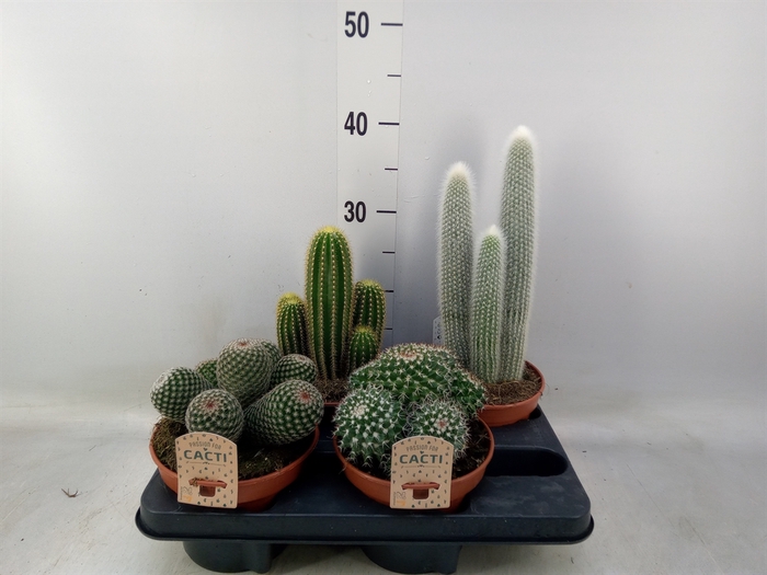 <h4>Cactus   ...mix</h4>