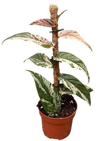 <h4>Ficus Sagittata Variegata Pink</h4>