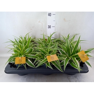 Chlorophytum com. 'Ocean'