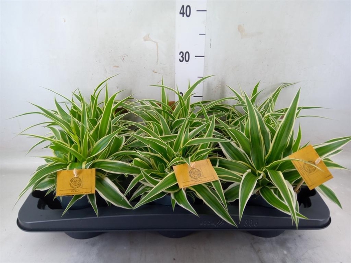 <h4>Chlorophytum com. 'Ocean'</h4>