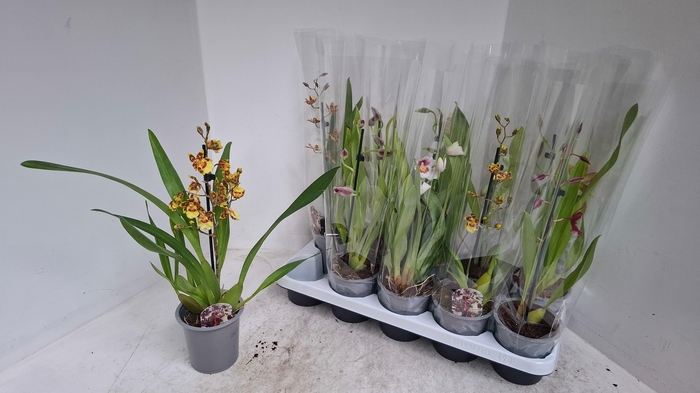 <h4>ORCHIDEEEN GEM</h4>