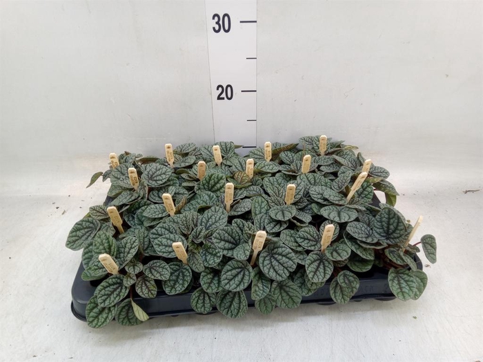 <h4>Peperomia</h4>