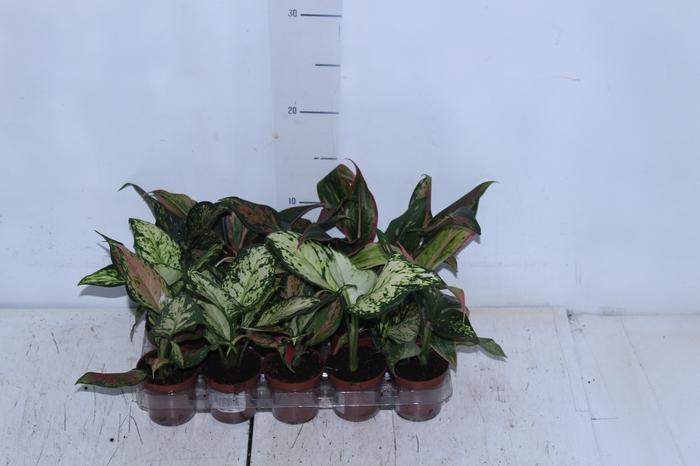 <h4>AGLAONEMA VARIADA P06</h4>