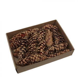 Pine cone Strobus 20-25cm x15