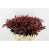 LEUCOTHOE ROOD KLEURBEHANDELD 060CM
