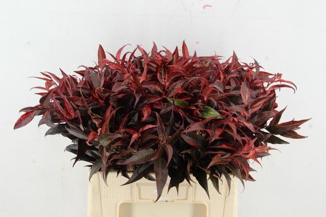 <h4>LEUCOTHOE ROOD KLEURBEHANDELD 060CM</h4>