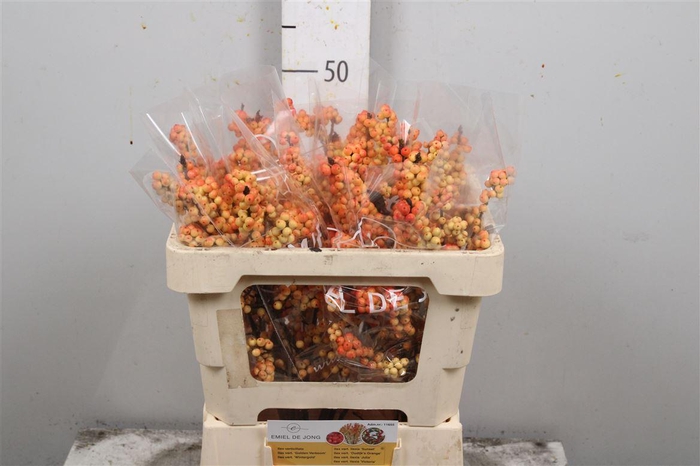 <h4>Ilex Ilexia Victoria</h4>