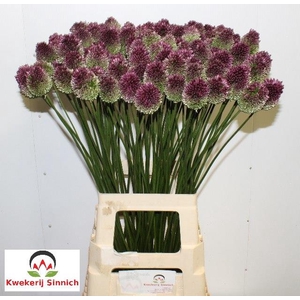 ALLIUM SPHAE