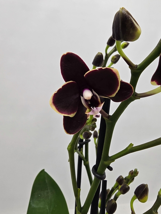 <h4>Limited 66 week 18</h4>