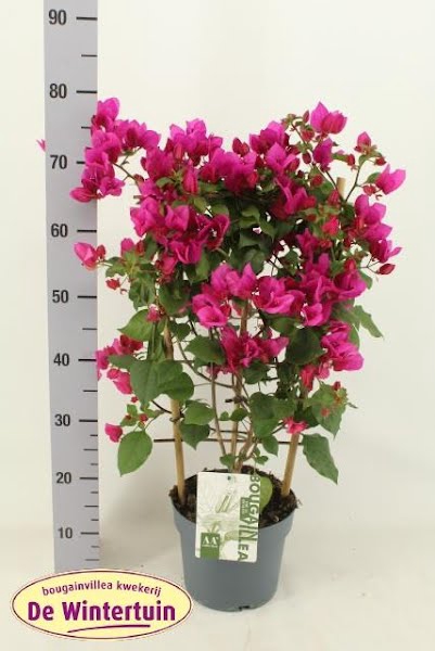 <h4>Bougainvillea Sanderiana</h4>