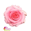 R Gr Opala Pink 50cm EC