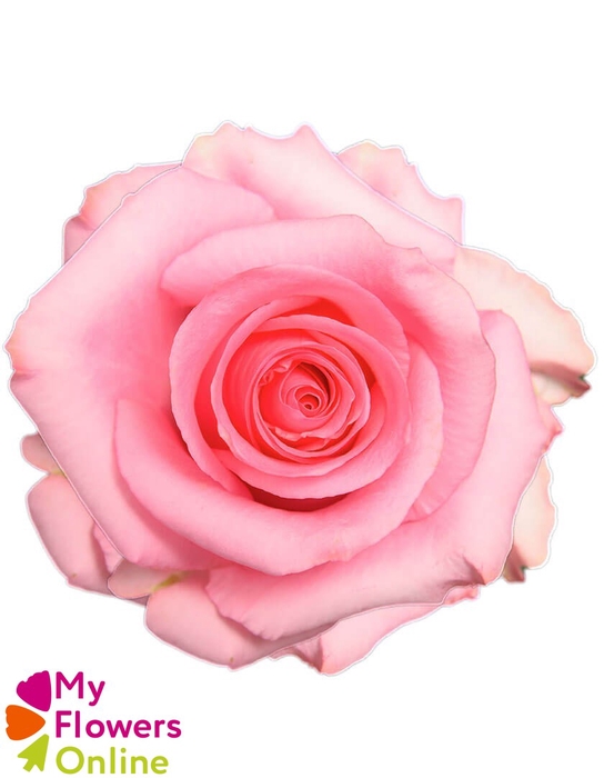 <h4>R Gr Opala Pink 50cm EC</h4>