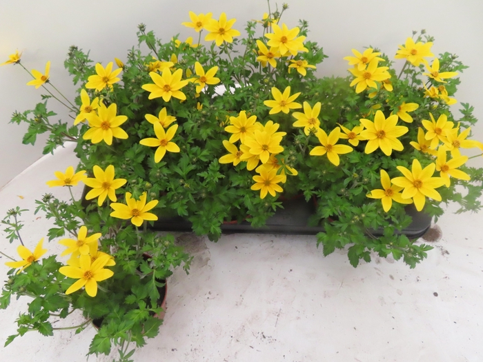 <h4>BID YELLOW CHARM</h4>