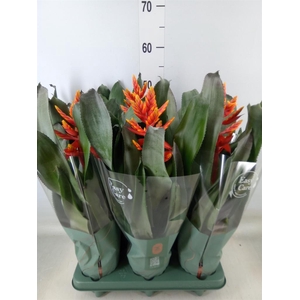 Aechmea  'Pepita Elegant Flames'