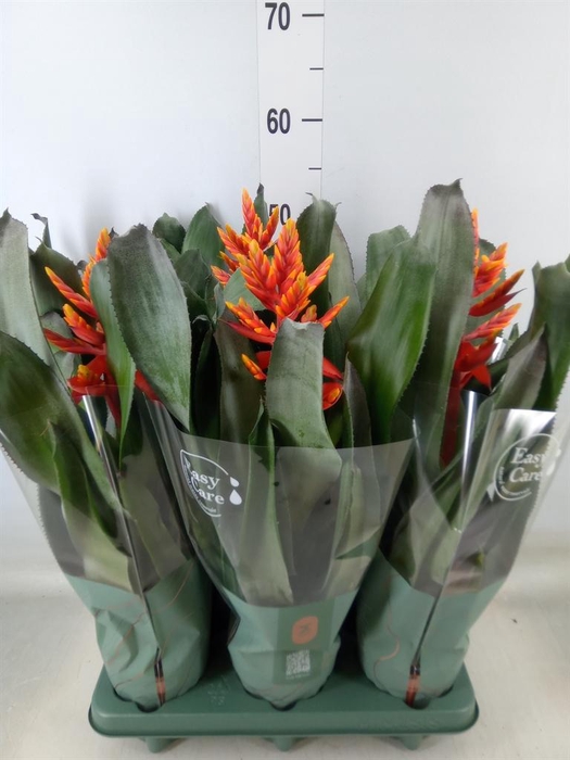 <h4>Aechmea  'Pepita Elegant Flames'</h4>
